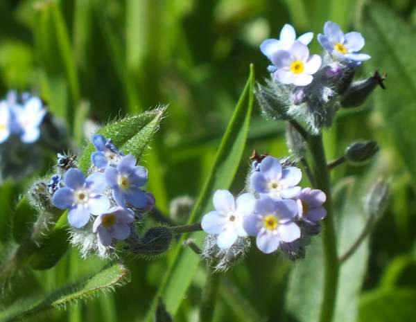 Field Forget-me-not 