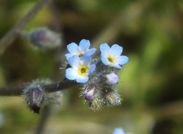 Early Forget-me-not growing on coastal dune grassland