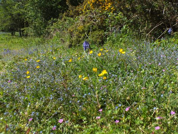Early Forget-me-nots, buttercups and bluebells in coastal grassland