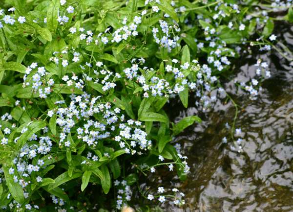 Water Forget-me-not growing beside a stream