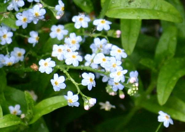 Closeup picture of Water Forget-me-not, Myotis scorpioides