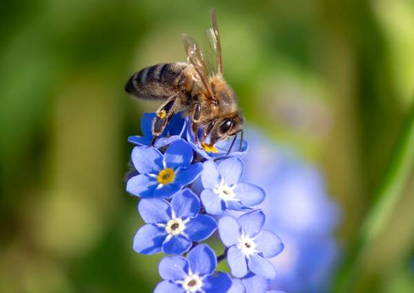 Closeup picture of a Honey Bee on Forget-me-not flowers