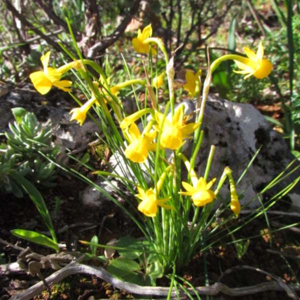 Narcissus calcicola, Rocha de Pena,. Algarve, Portugal
