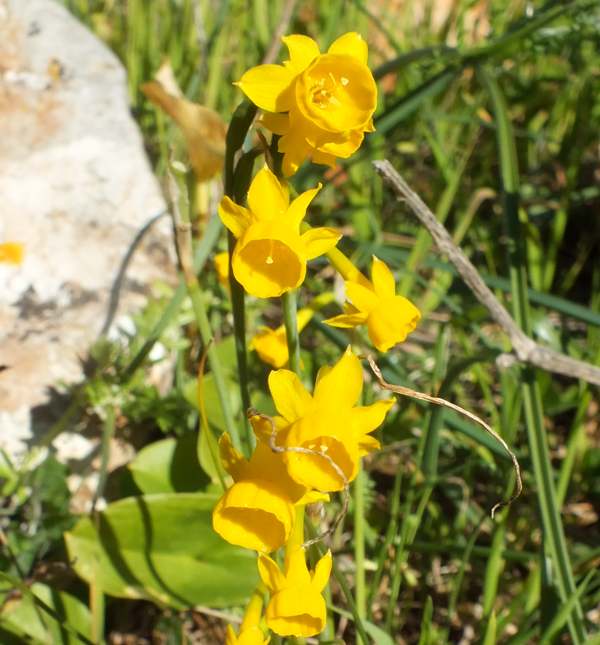 Narcissus calcicola, closeup of flowers