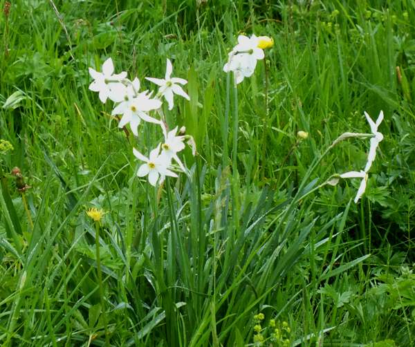Narcissus elegans, France