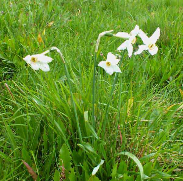 Narcissus elegans, Vercors region, France