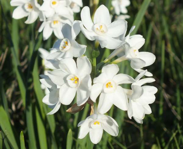 Narcissus papyraceus, Paper-white Narcissus
