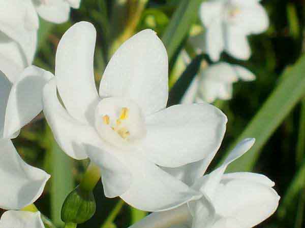 arcissus papyraceus, closeupof flower