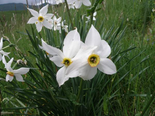 Narcissus poeticus, France