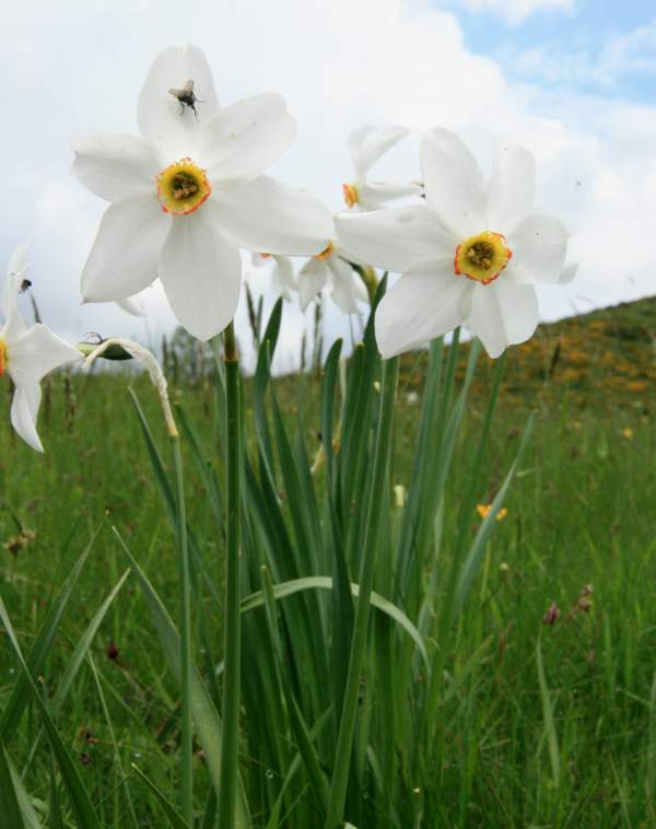 Narcissus poeticus, southern France