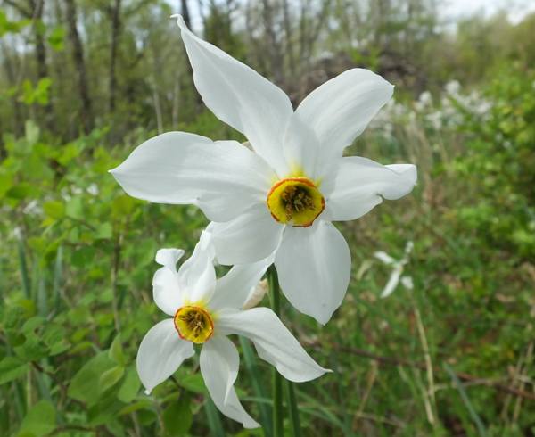 Narcissus poeticus, Aveyron region of southern France