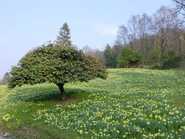 Daffodils, North Wales