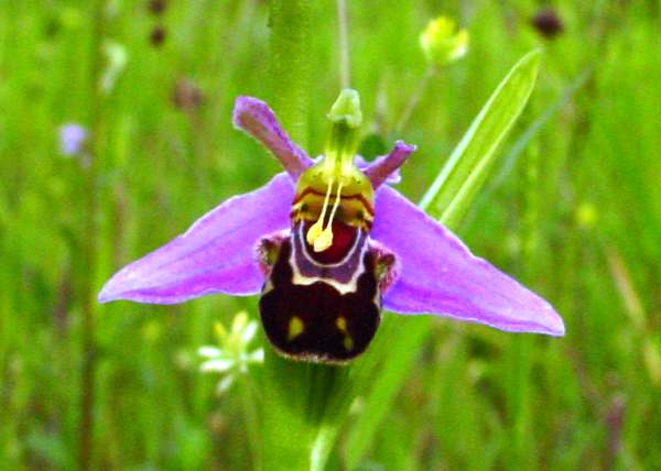 Closeup picture of the pollinia on a Bee Orchid