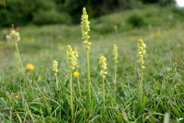 A colony of Musk Orchids