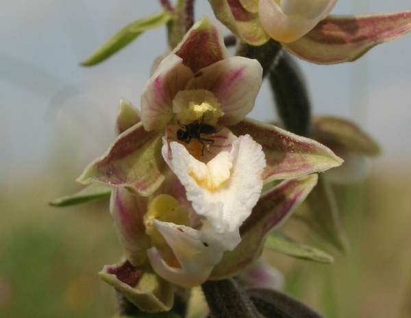 Insect pollinating orchid