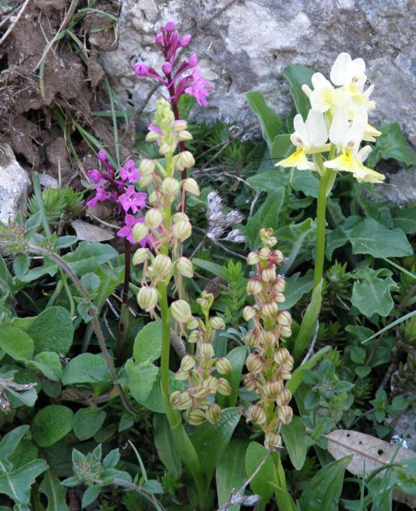 A group of orchids in Italy