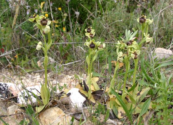 A colony of Bumblebee Orchids