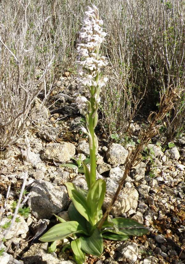 Neotinea tridentata subsp. conica, central Algarve