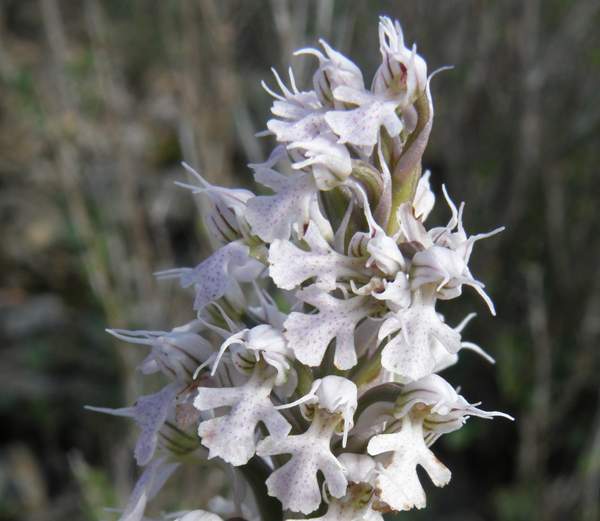 Neotinea tridentata subsp. conica