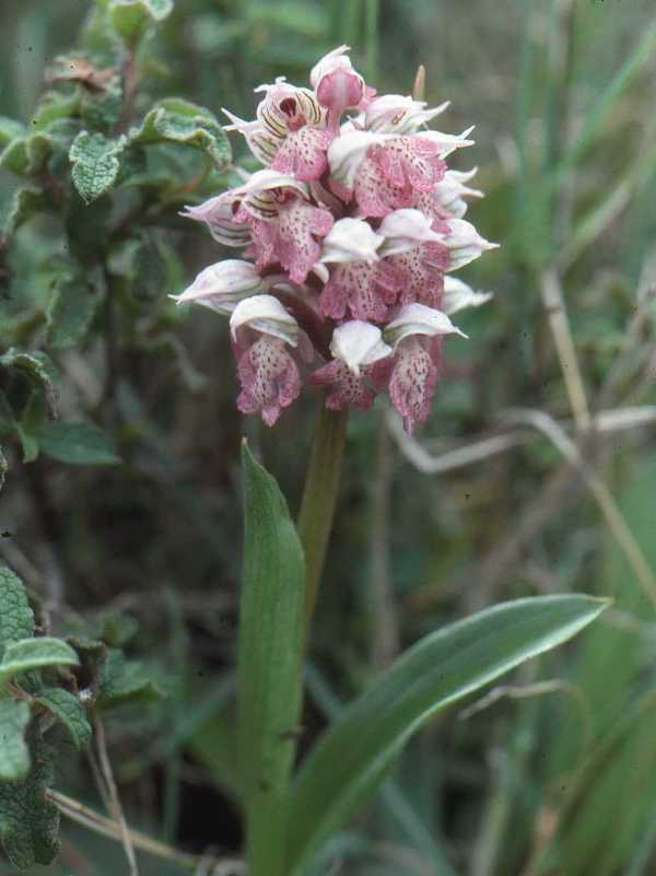 Milky Orchid, Neotinea tridentata subsp. lactea