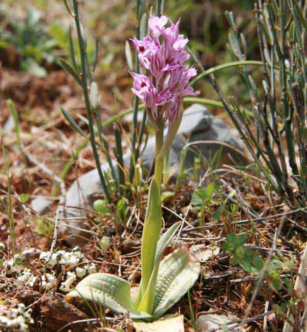 Neotinea tridentata, Toothed Orchid