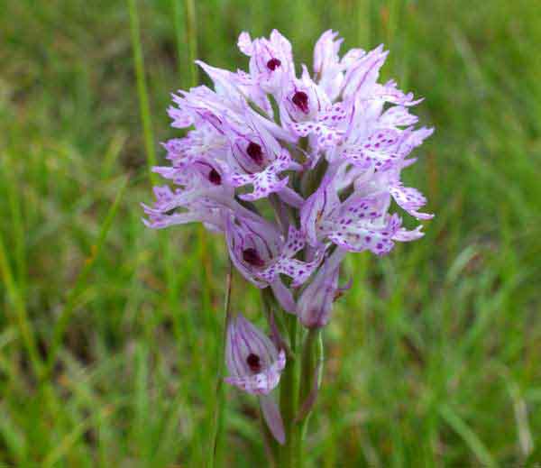 Toothed Orchid, southern France