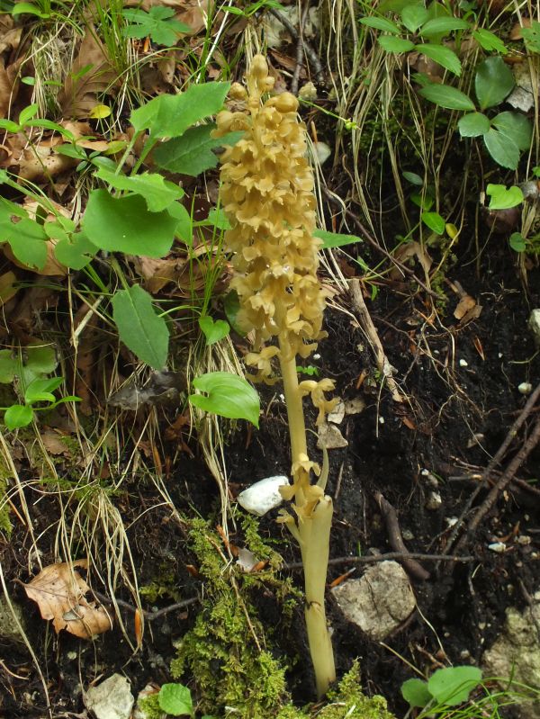 Neottia nidus-avis - Bird's-nest Orchid