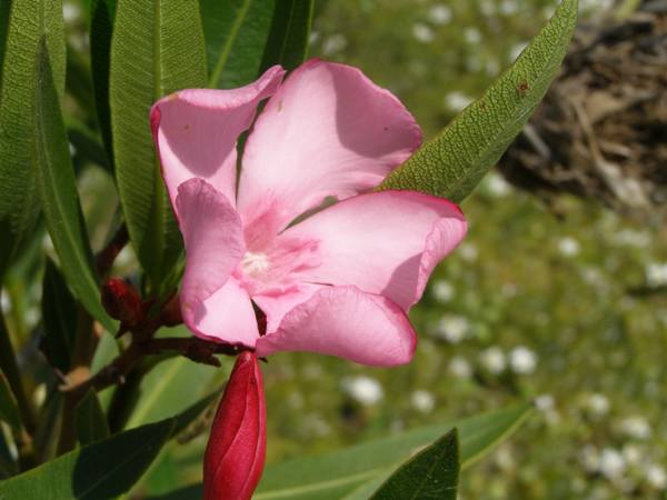 Oleander, closeup of flower