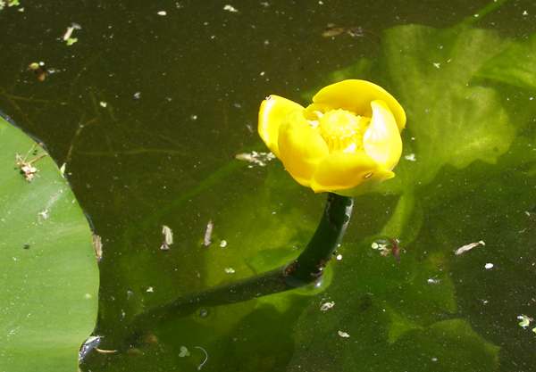 Yellow Water-lily, closeup of flower
