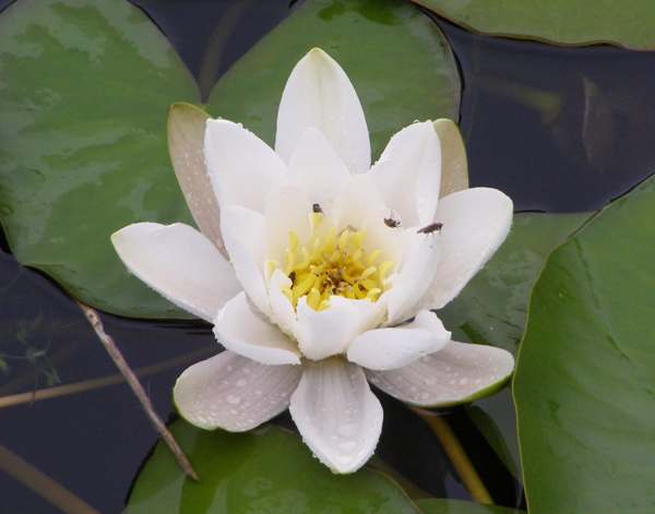 White Water-lilies
