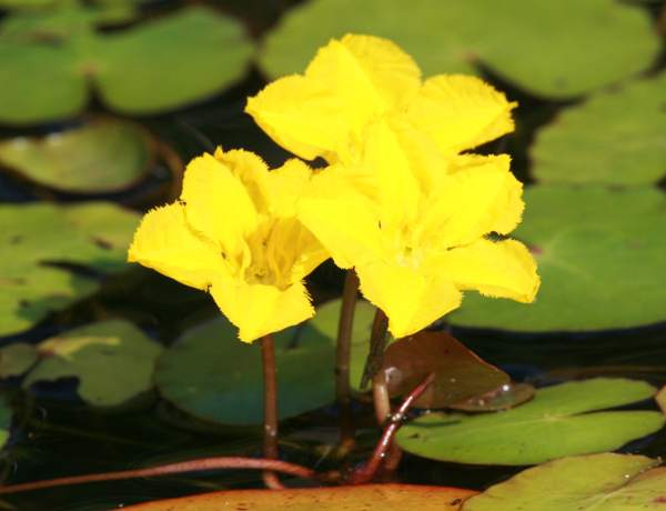 Nymphoides peltata, Fringed Water-lily, Ceredigion, Wales