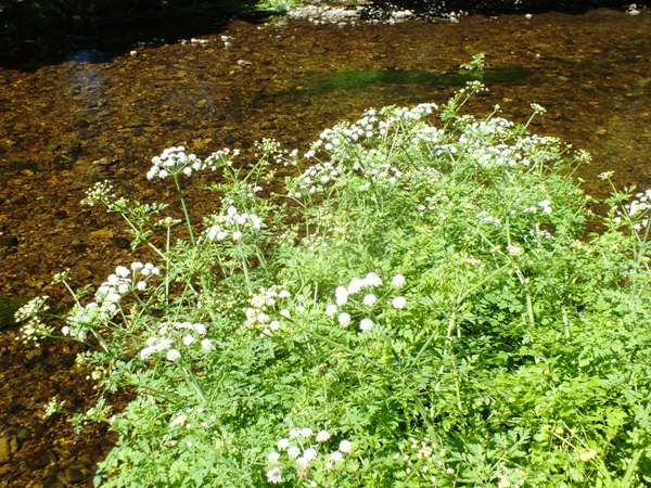 Hemlock Water-dropwort beside a river in Ireland