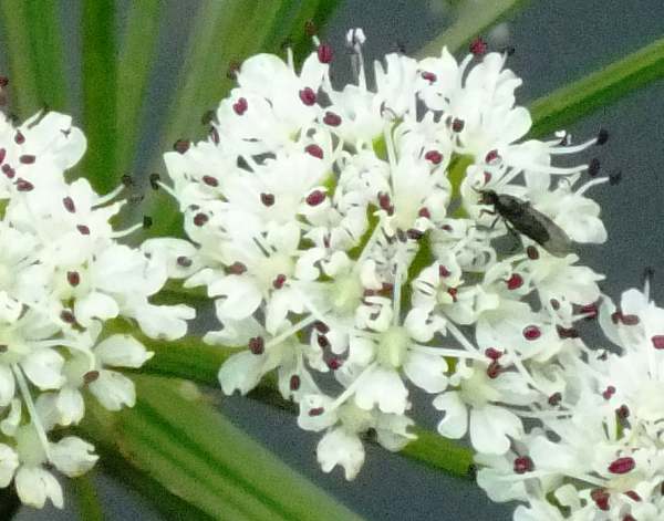Closeup of flowers of Oenanthe crocata, Hemlock Water-dropwort