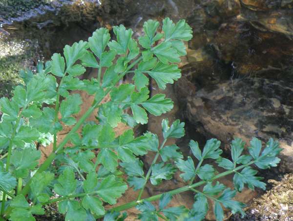 Leaves of Hemlock water-dropwort