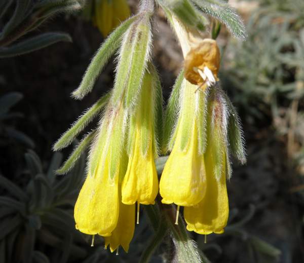 Closeup, flowers of Onosma erectum