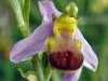 Bee Orchid f. bicolor
