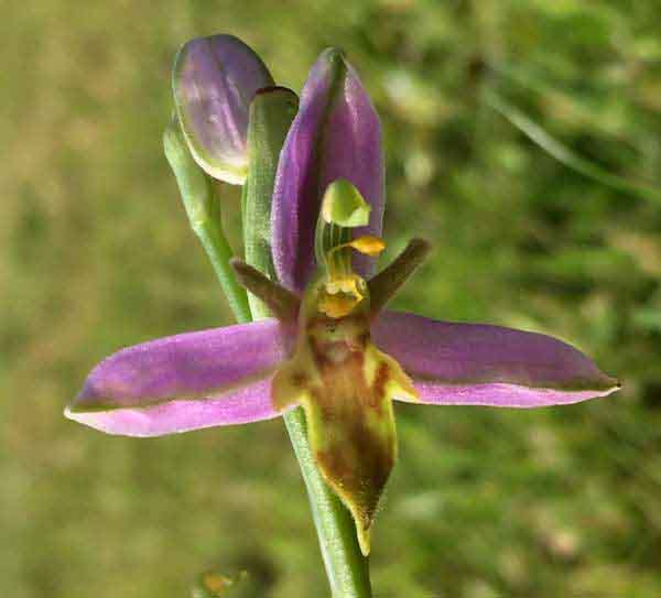 Ophrys apiefera var trollii closeup