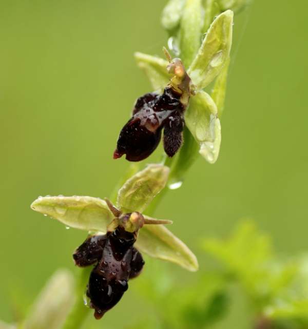 Ophrys apifera x Ophrys insectifera, Ophrys x pietschii