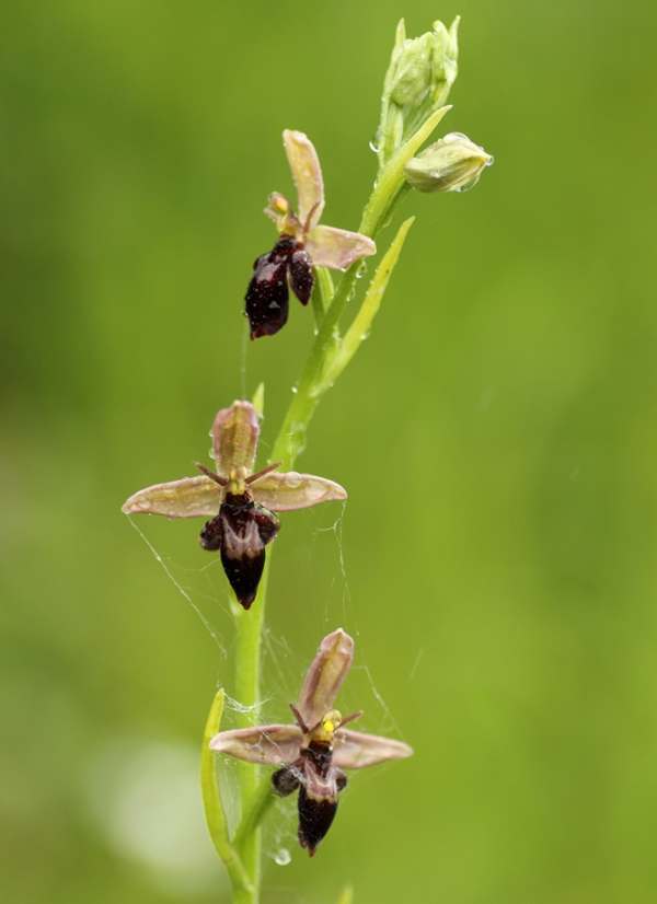 Ophrys apifera x Ophrys insectifera hybrid, Ophrys x pietschii