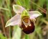 Ophrys apifera, Bee Orchid
