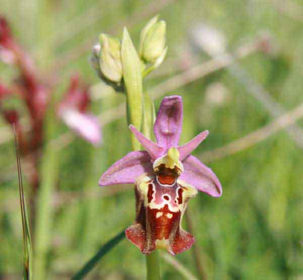 Ophrys fuciflora subsp. apulica