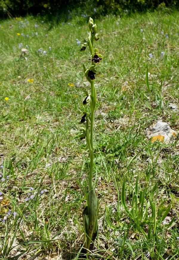Ophrys insectifera subsp aymoninii