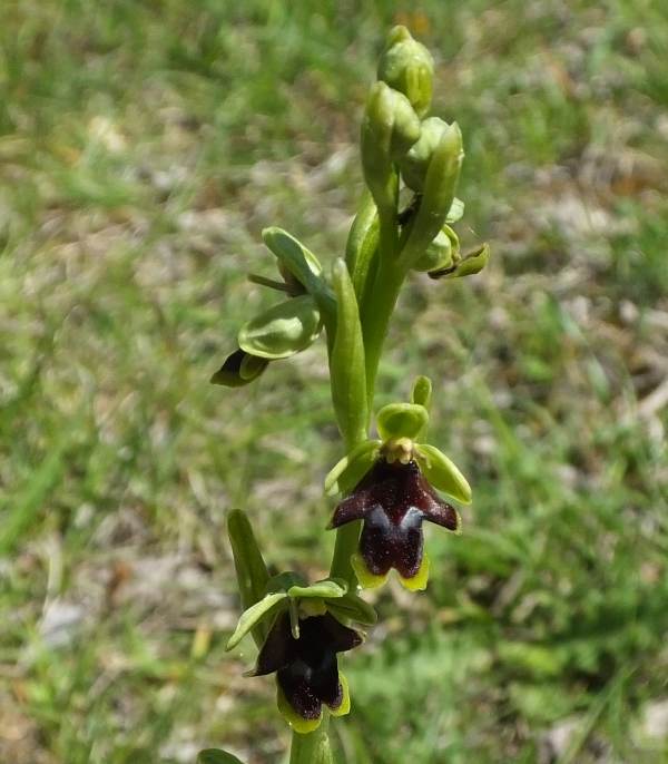 Ophrys insectifera subsp. aymonii, southern France