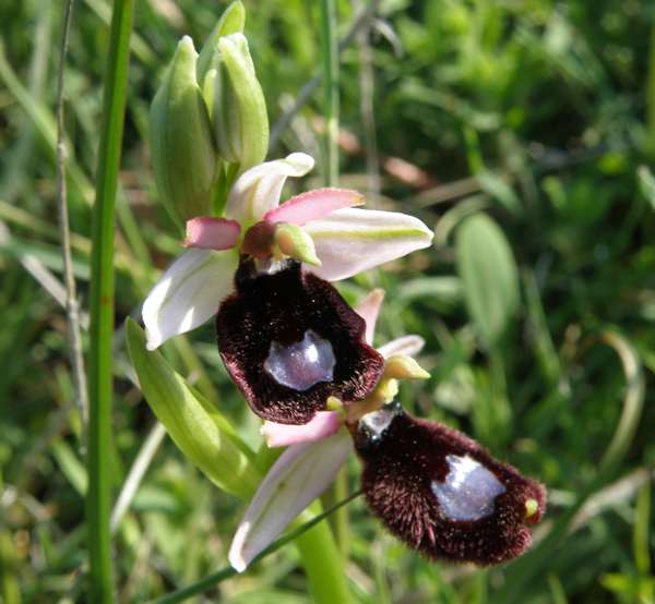 Closeup picture of Bertolonii's Bee Orchid