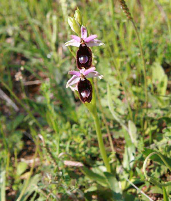 Ophrys bertolonii, Gargano Peninsula, Italy