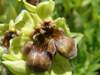 Monstrous form of Ophrys bombyliflora