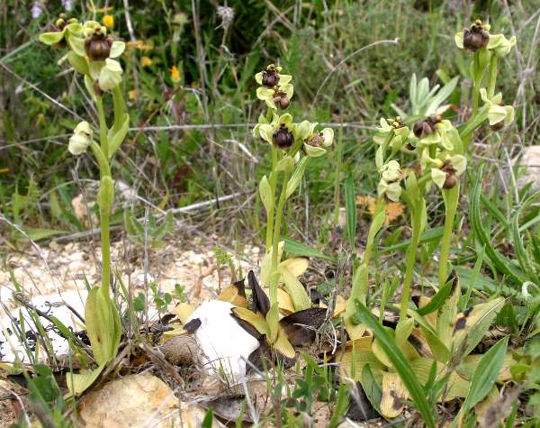 Bumblebee Orchid plant