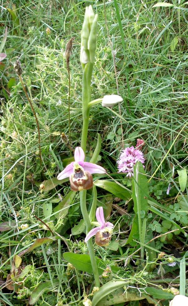 White ophrys
