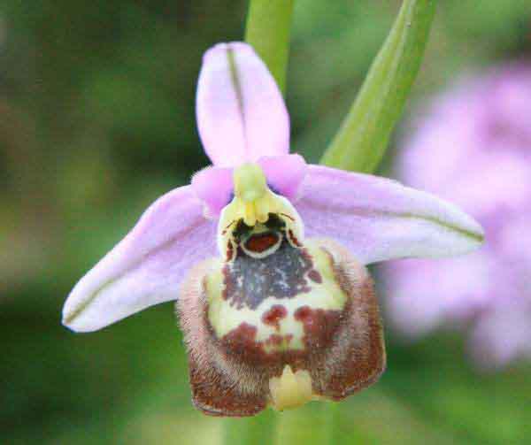 Ophrys candica close-up