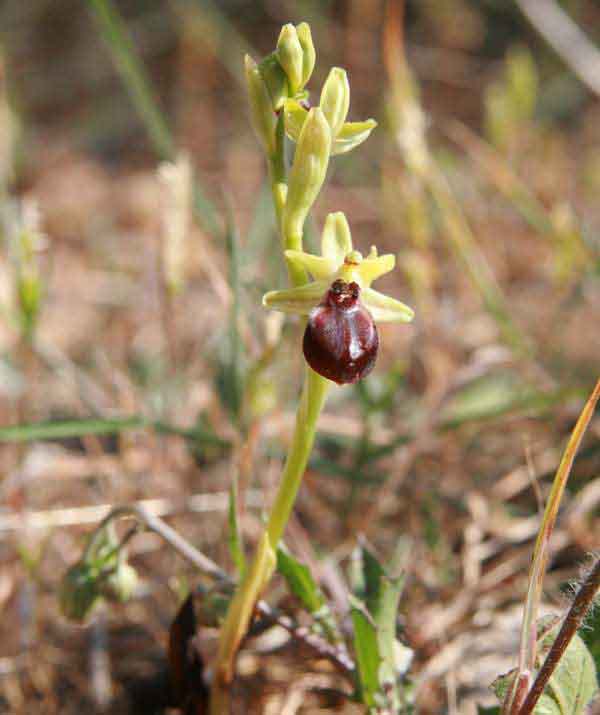 Ophrys sphegodes subsp. cretensis